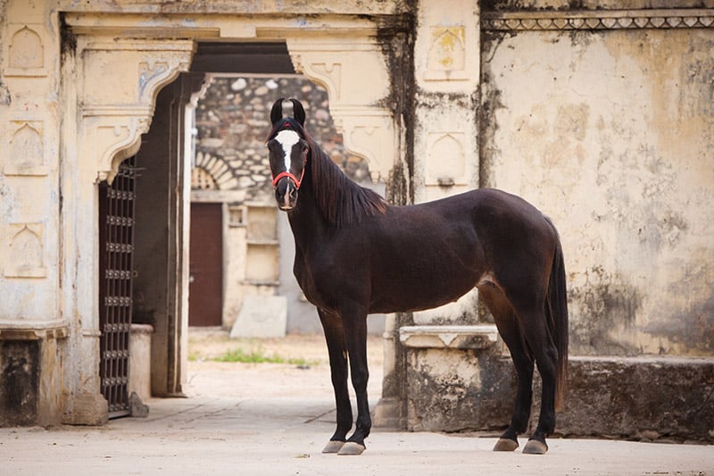 Indian marwari horse