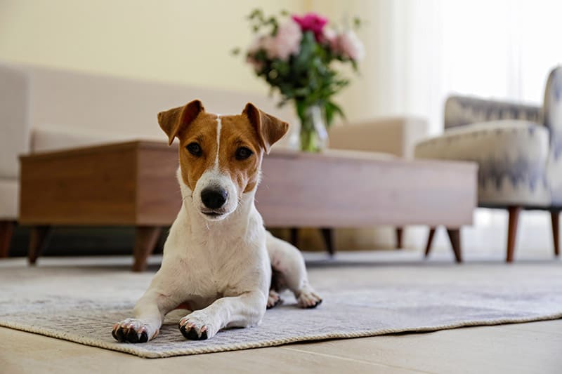 Jack Russell Terrier dog inside the apartment