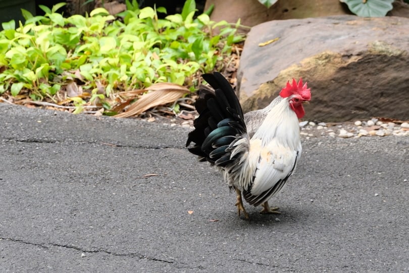 japanese bantam