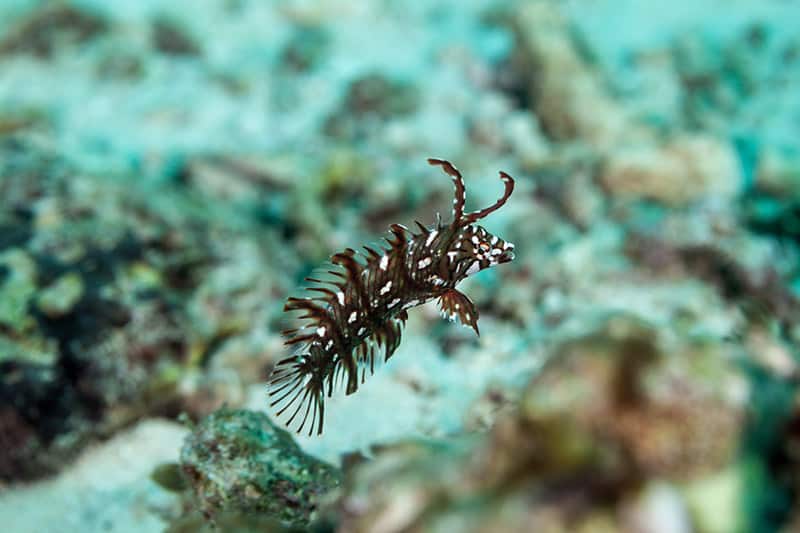 Juvenile Dragon wrasse