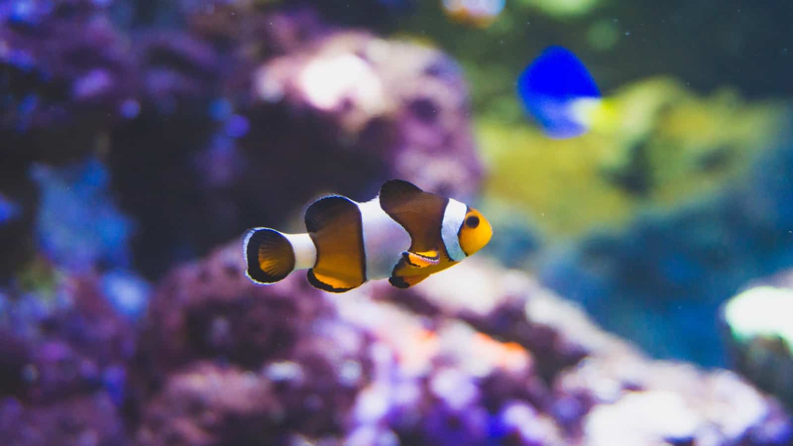 Cinnamon Clownfish