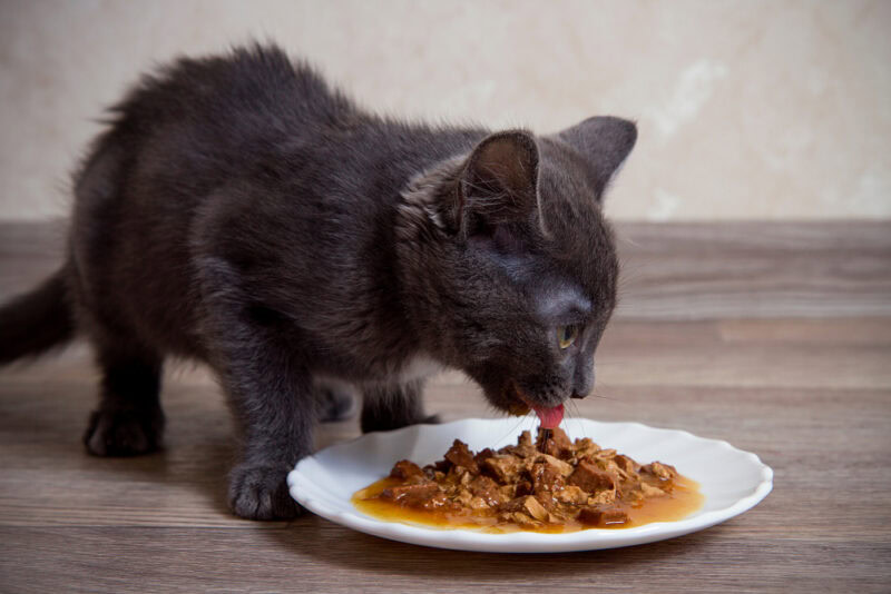 kitten eating wet food from plate