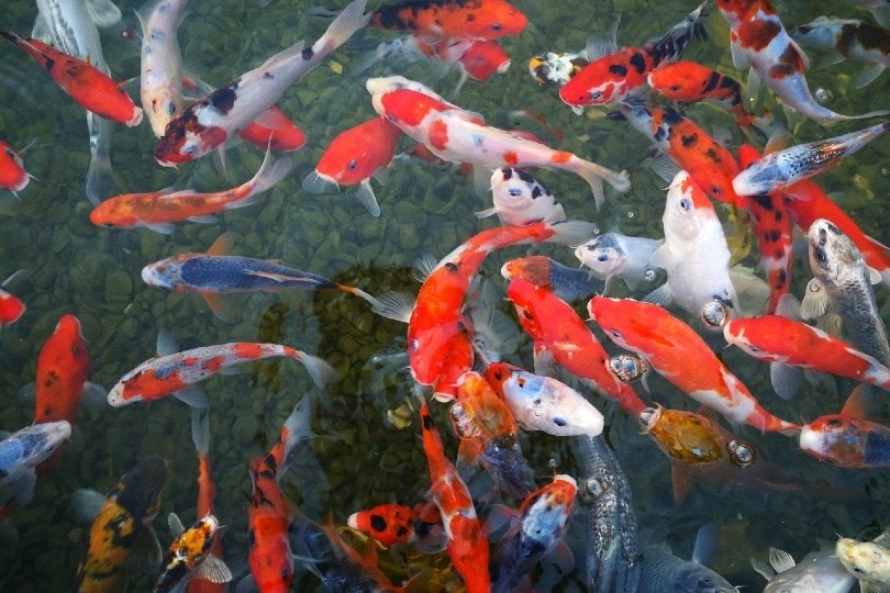 koi fish pond