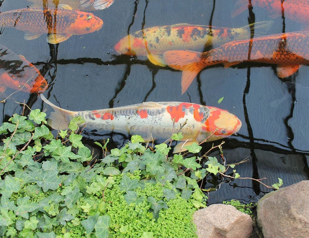 koi fishes in the pond