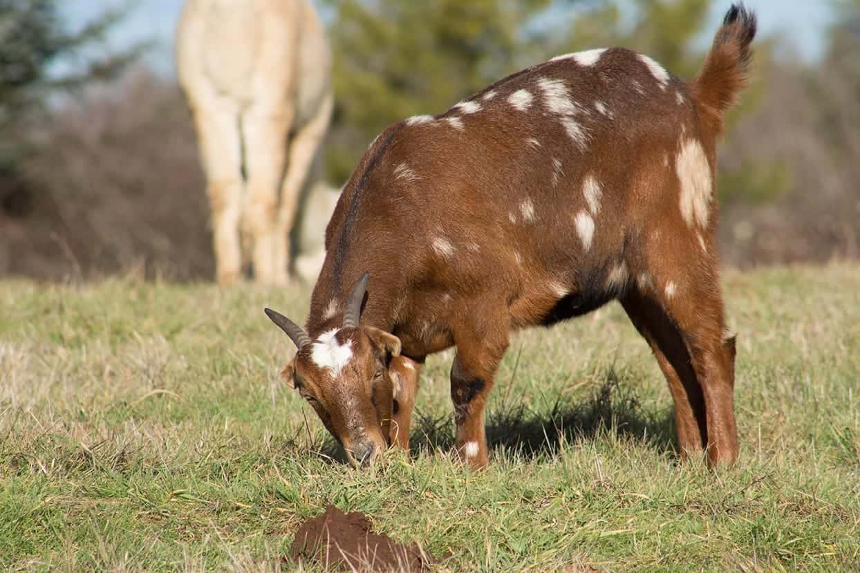 lamancha goat eating