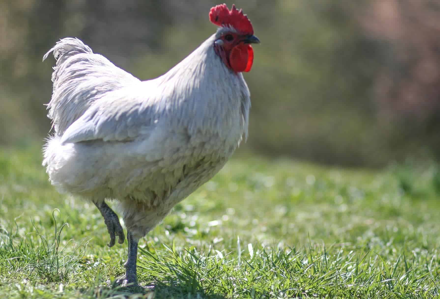 Lavender Orpington Chicken