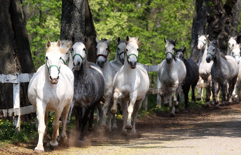 Lipizzan horses running