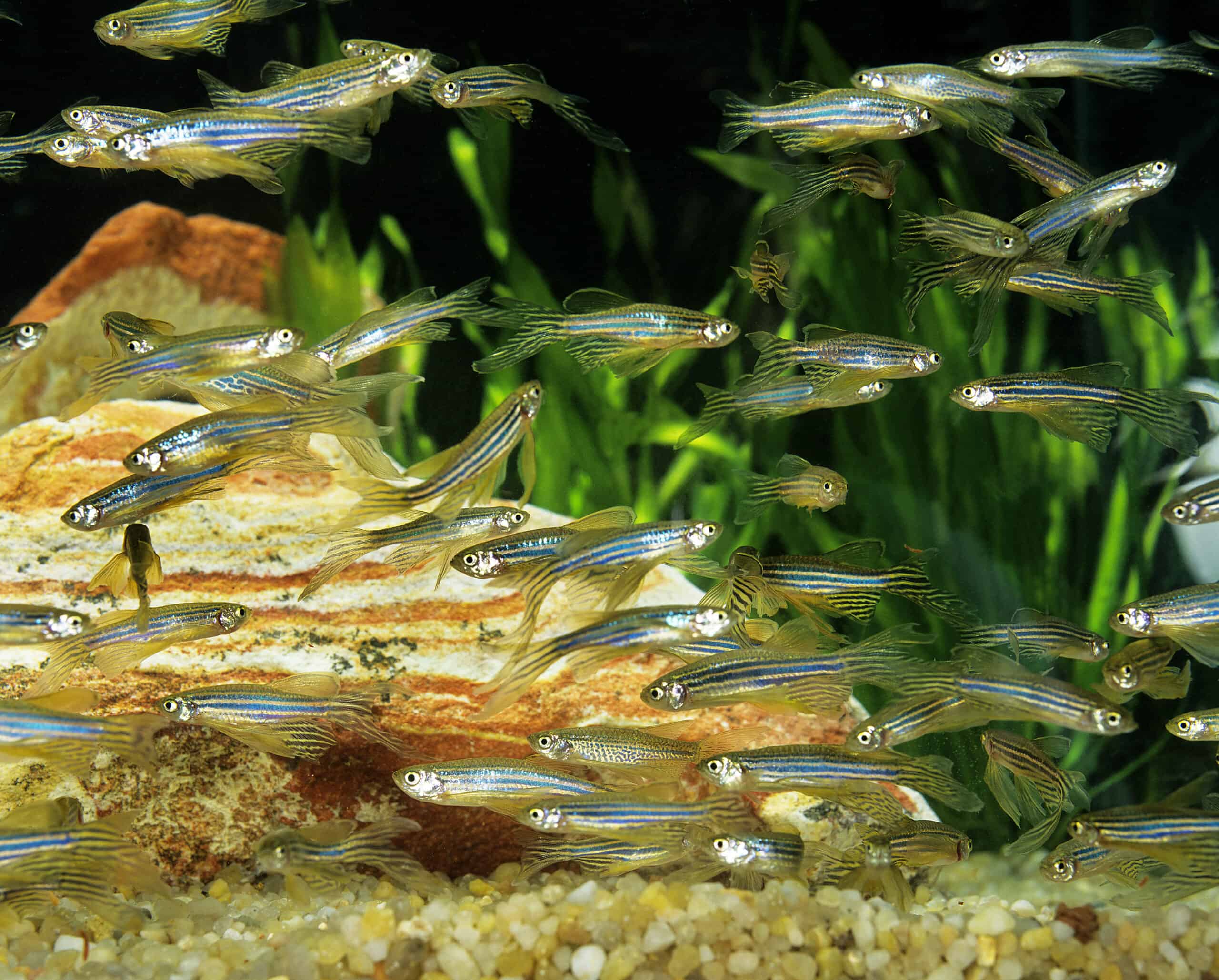 Longfin Zebra Danio