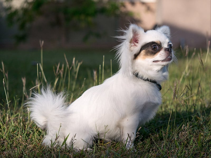 longhaired applehead Chihuahua dog