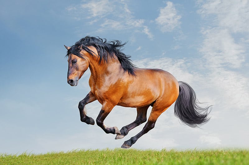 lusitano horse running in the field
