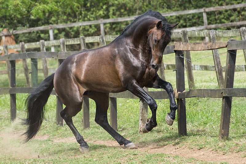 lusitano stallion