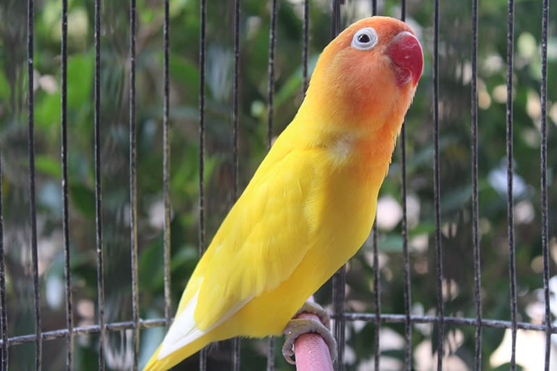 lutino lovebird inside the cage