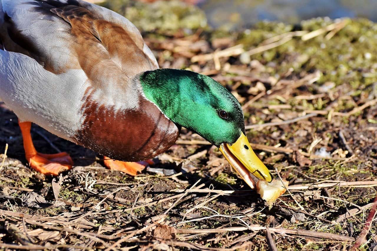 mallard duck eating