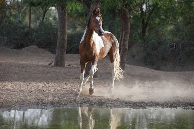 Indian marwari horse