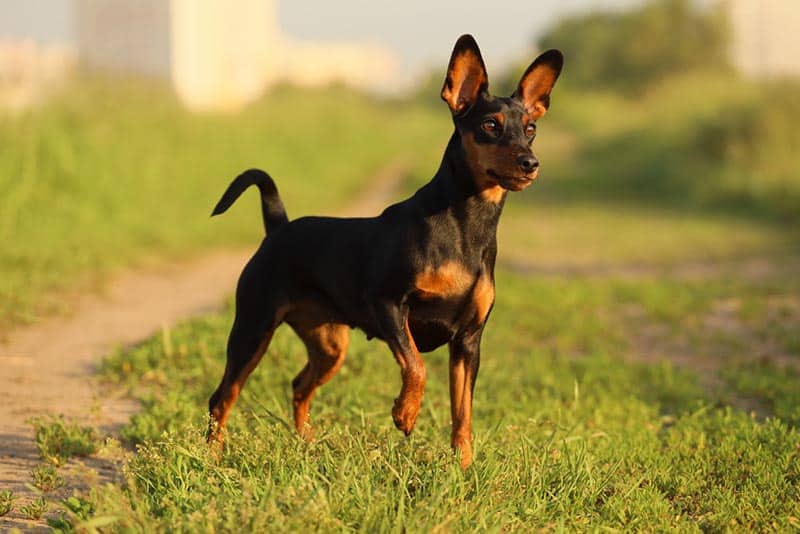 miniature pinscher standing on grass
