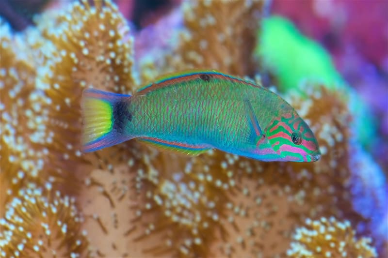 Moon Wrasse