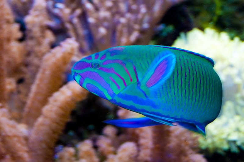 Moon Wrasse in Aquarium