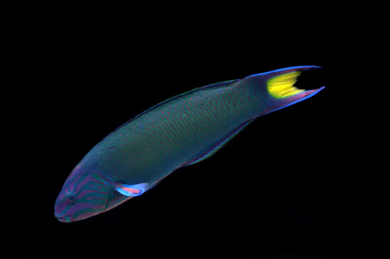 moon wrasse