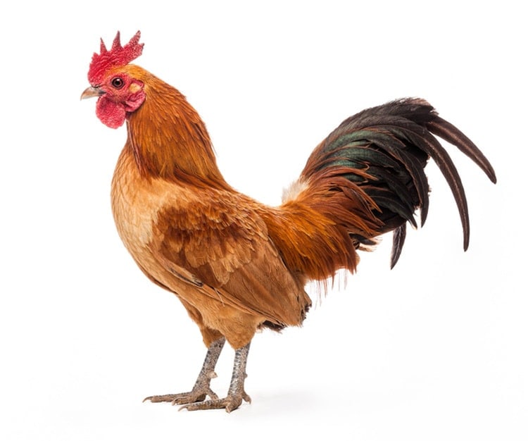 nankin bantam chicken in white background
