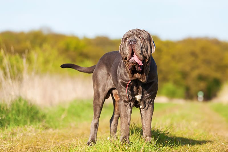 Neopolitan Mastiff dog on a meadow