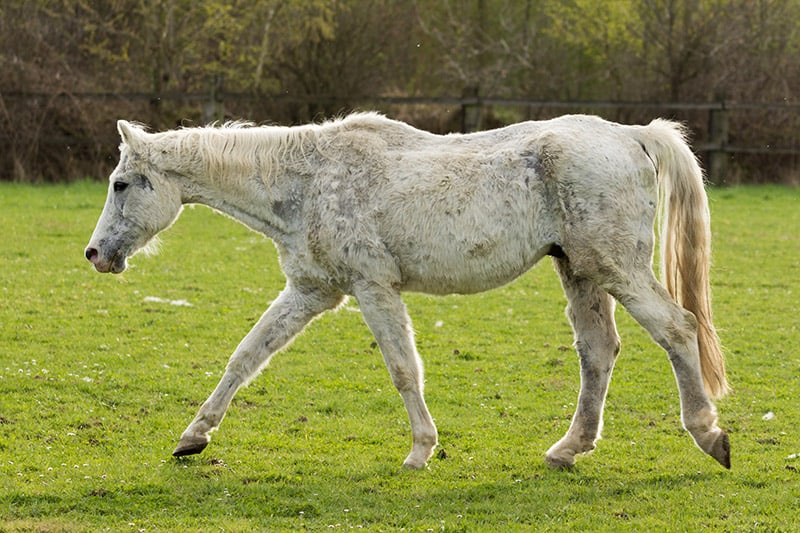 old white horse goes to the paddock