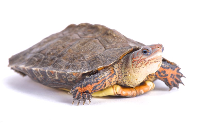 Ornate wood turtle