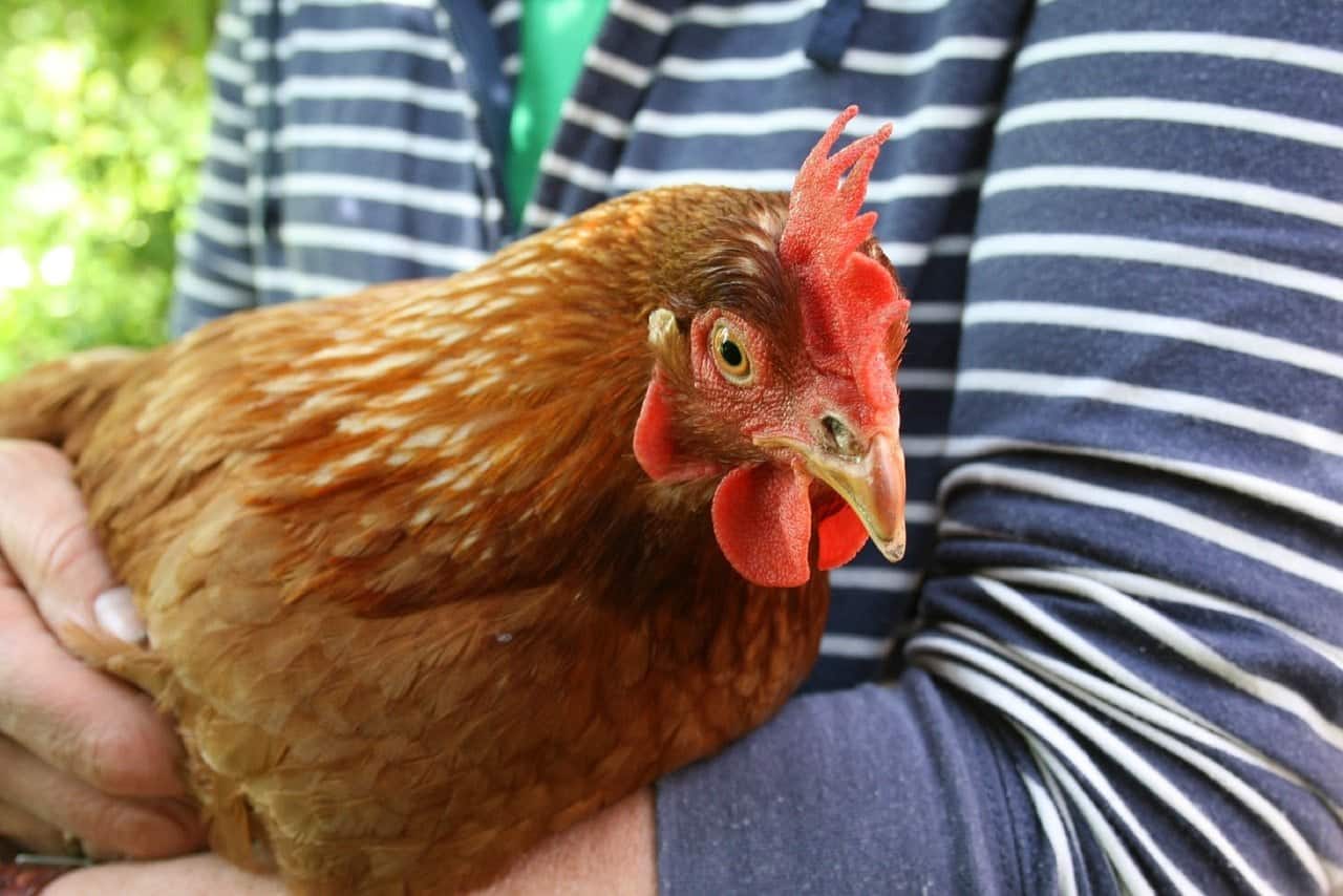 person holding a chicken