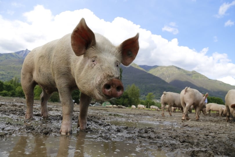 pig in the mud