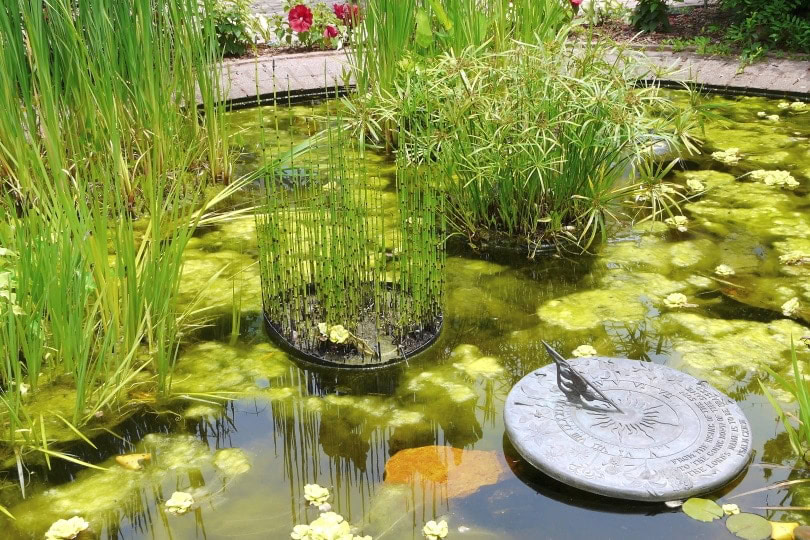pond plants