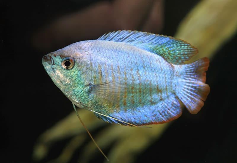 Powder Blue Dwarf Gourami in the tank