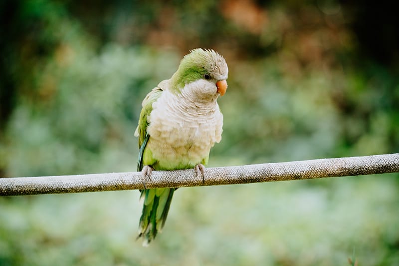 puffed monk parakeet bird