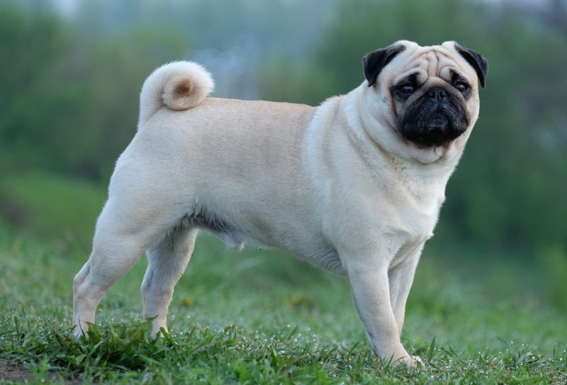 pug dog standing in the grass