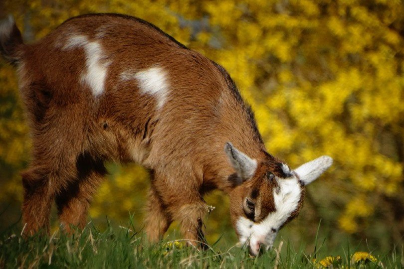 pygmy goat eating grass