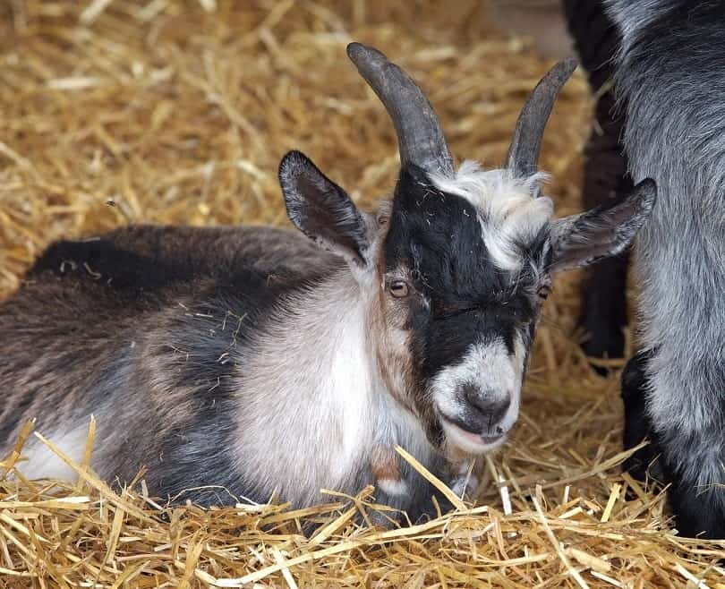 pygmy goat_aitoff, Pixabay