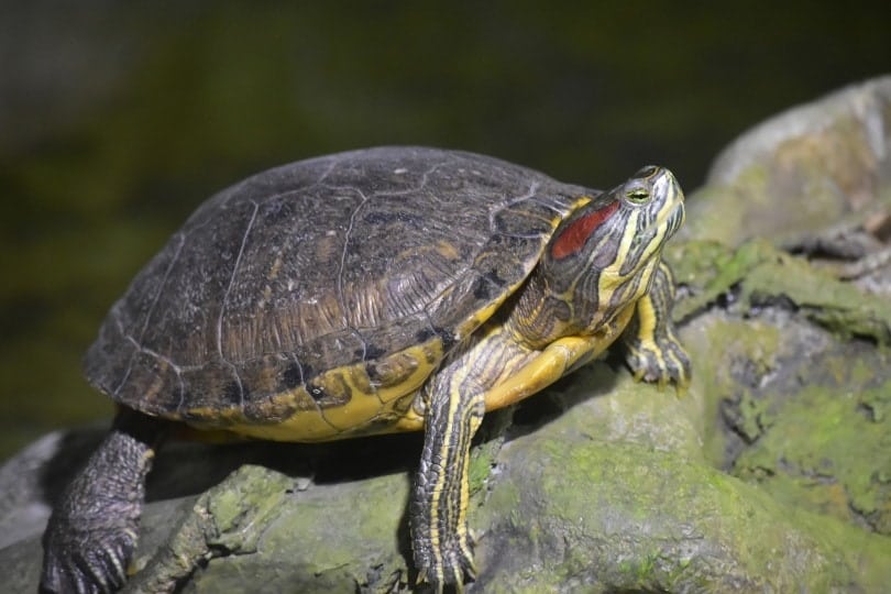red-eared slider turtle