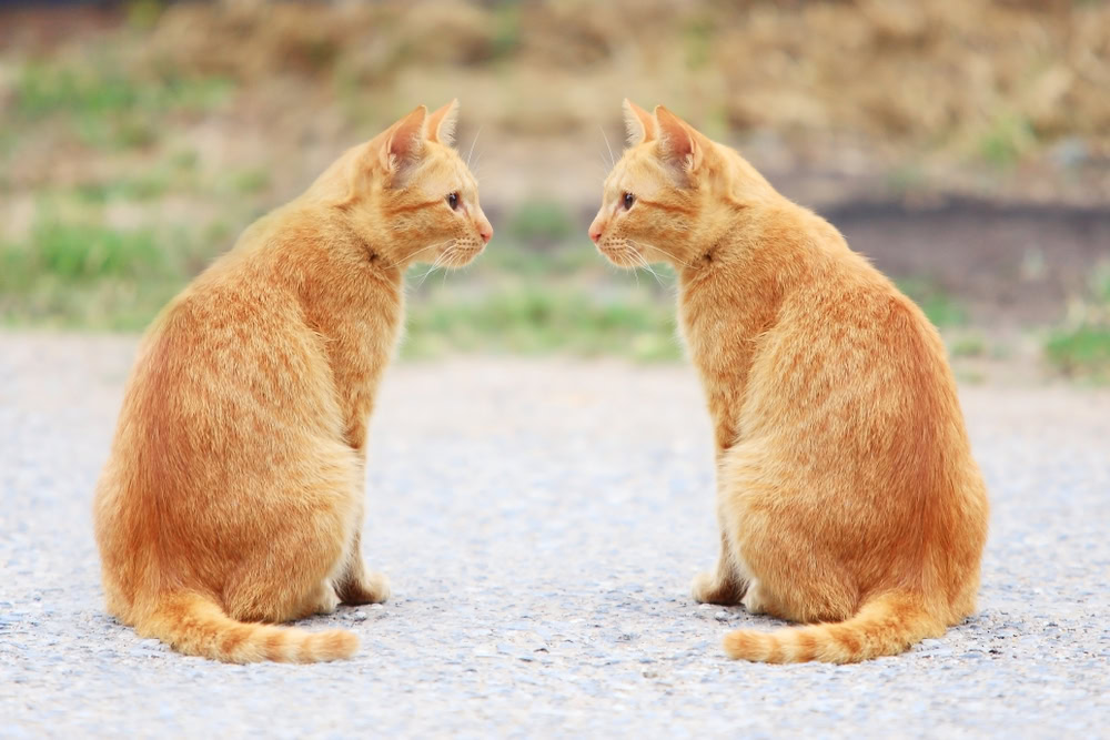 reflect twin cat on the road