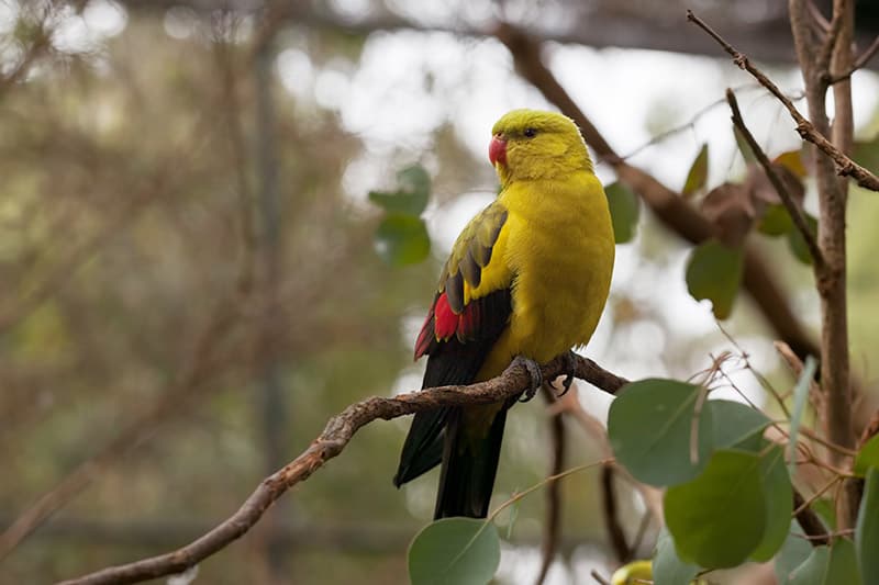 Regent Parrot