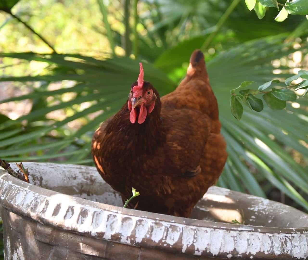 rhode island red chicken