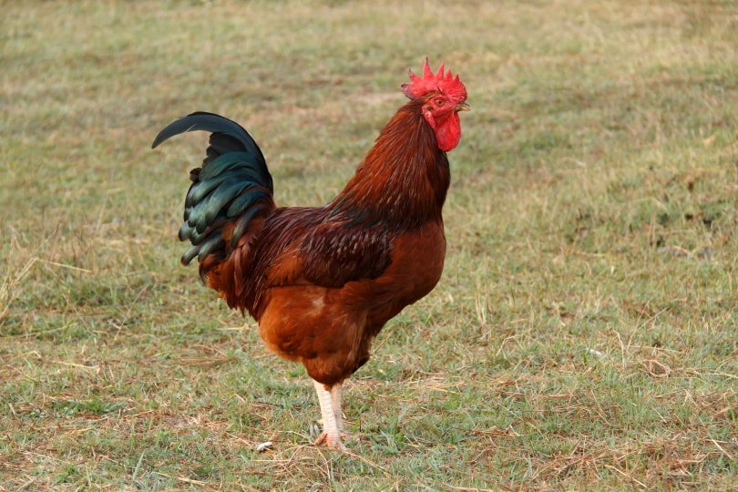 rhode island red chicken