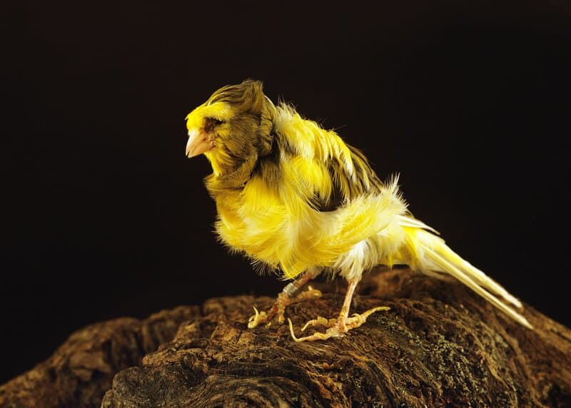 Parisian Frilled Canary