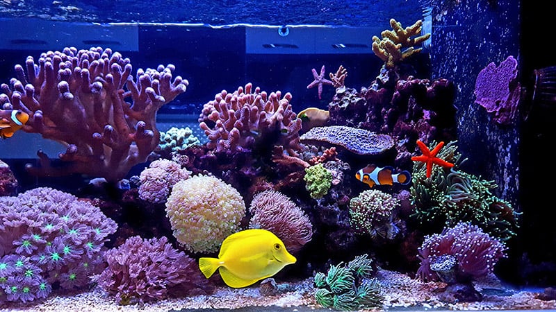 Saltwater Aquarium