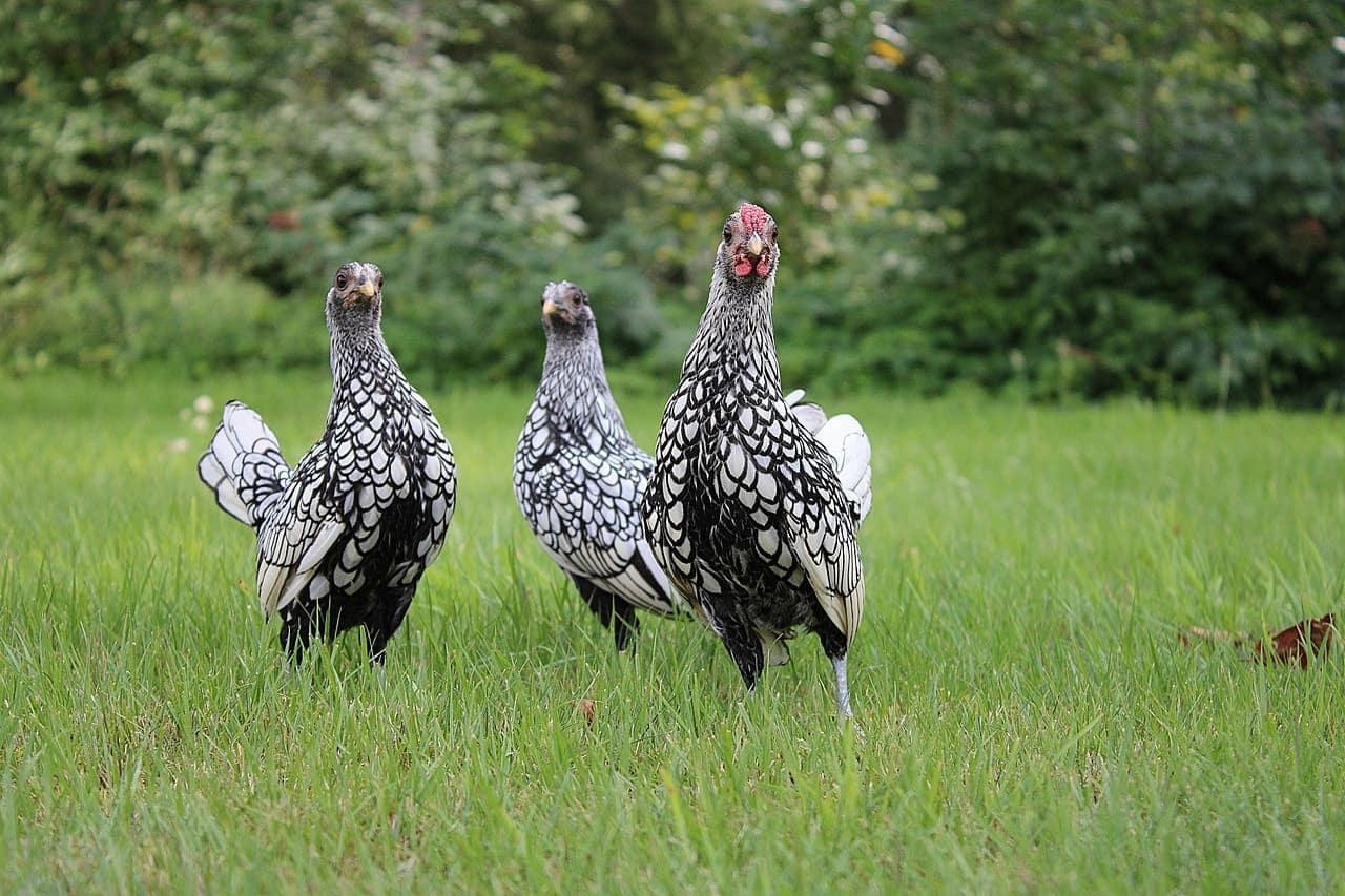 sebright chickens