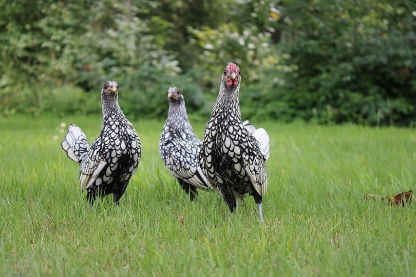 sebright chickens