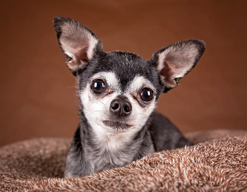 senior applehead chihuahua