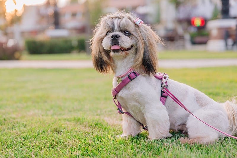 shaved shih tzu dog ready for summer