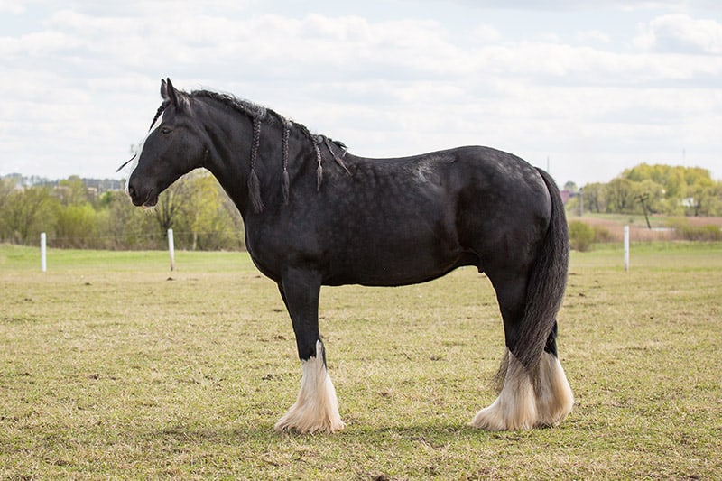 Shire horse