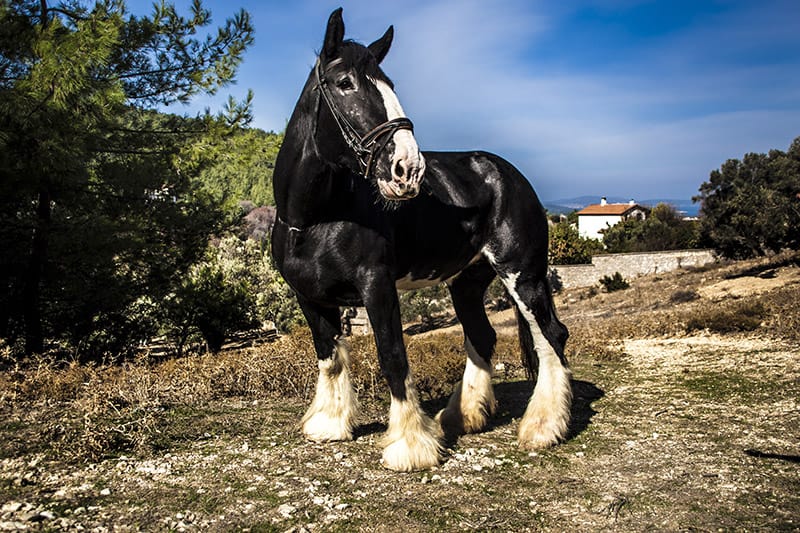 shire horse