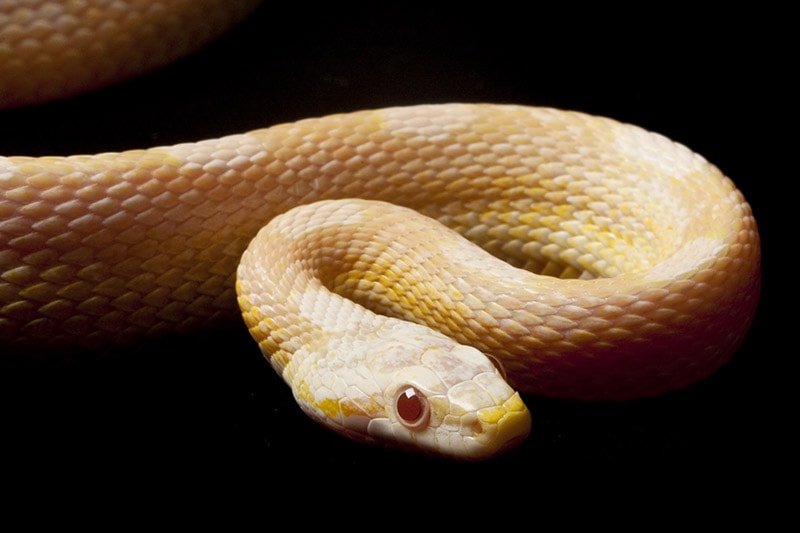 Snow motley corn snake