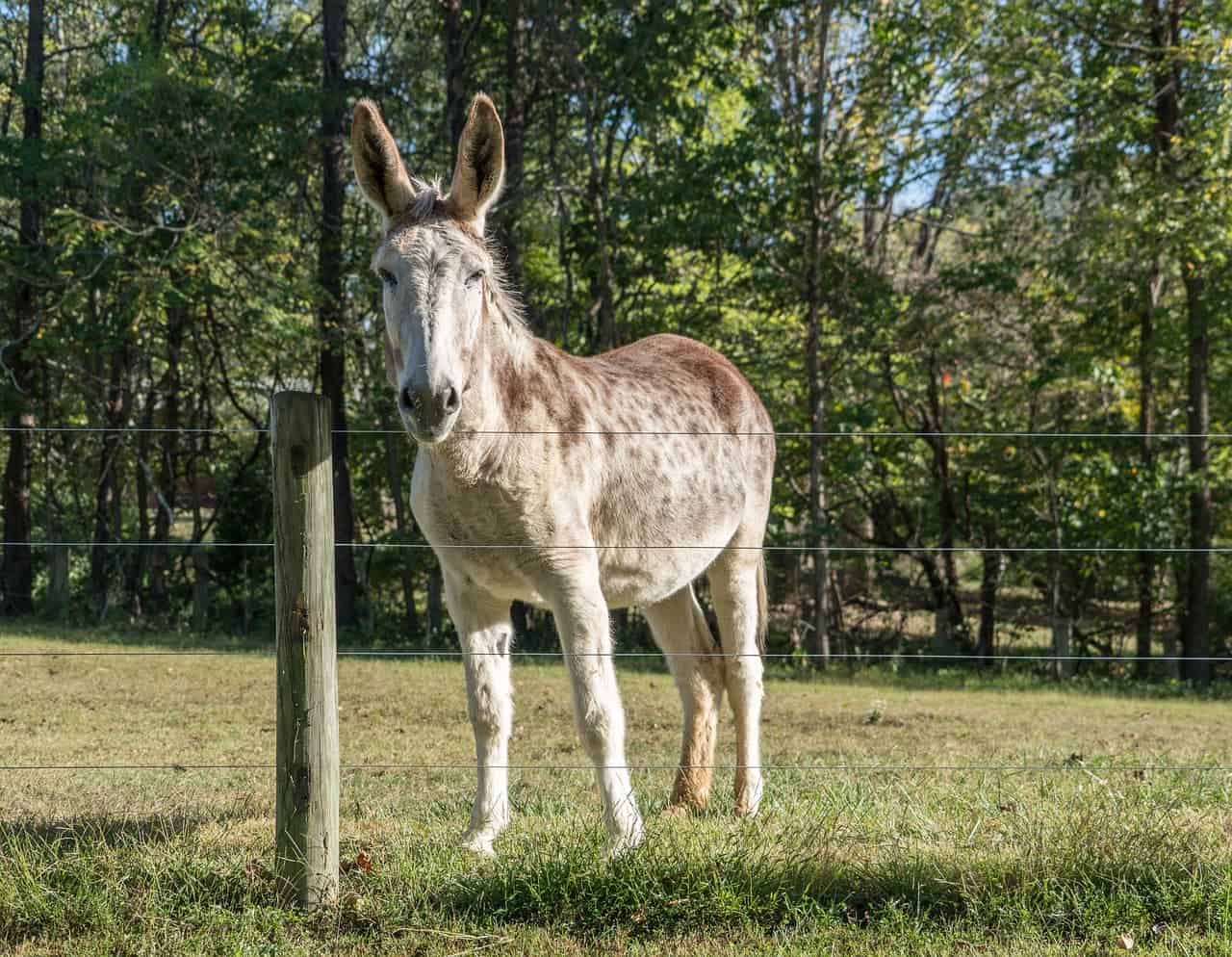 spotted donkey