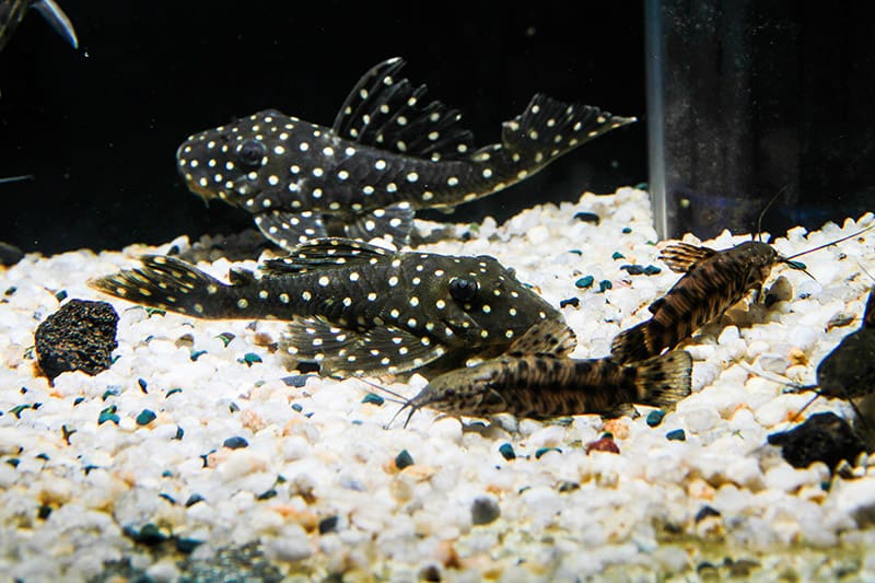 Spotted Raphael Catfish